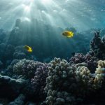 Diving and underwater photography holidays